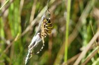 Argiope bruennichi