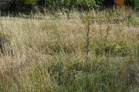 Argiope bruennichi
