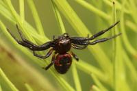 Synema globosum