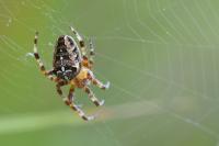 Araneus diadematus