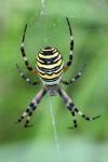 Argiope bruennichi