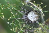 Araneus quadratus