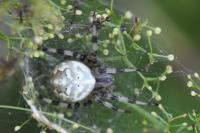 Araneus quadratus