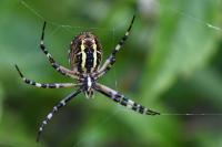 Argiope bruennichi