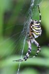 Argiope bruennichi