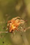 Araneus diadematus
