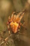 Araneus diadematus