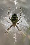 Argiope bruennichi
