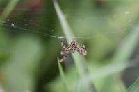 Araneus diadematus
