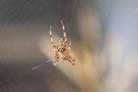 Araneus diadematus