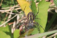 Argiope bruennichi