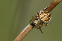 Agalenatea redii