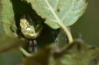 Araneus quadratus