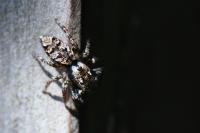 Marpissa muscosa