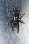 Marpissa muscosa