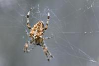 Araneus diadematus