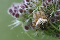 Araneus diadematus