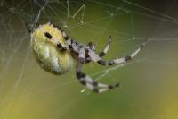 Araneus quadratus