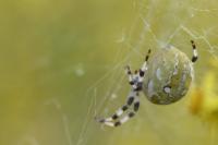 Araneus quadratus