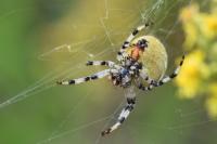 Araneus quadratus