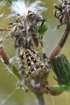 Araneus diadematus
