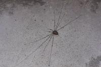 Dicranopalpus ramosus