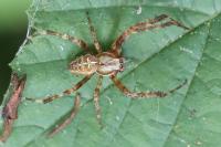 Araneus diadematus