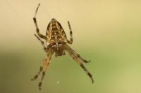 Araneus diadematus