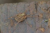 Homalenotus quadridentatus