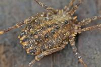 Homalenotus quadridentatus