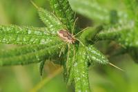 Phalangium opilio