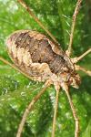 Phalangium opilio