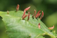 Eriophyes tiliae