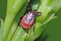 Ixodes ricinus