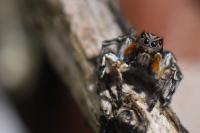 Aelurillus v-insignitus
