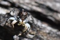 Aelurillus v-insignitus