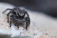 Aelurillus v-insignitus