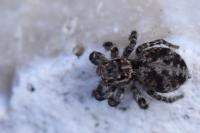 Aelurillus v-insignitus