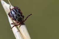 Dermacentor reticulatus