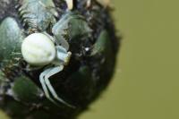 Misumena vatia