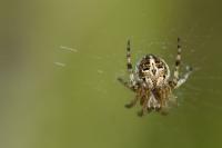 Agalenatea redii