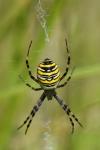 Argiope bruennichi