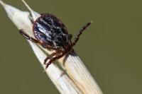 Dermacentor reticulatus