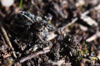 Pellenes tripunctatus