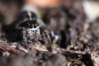 Pellenes tripunctatus