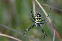 Argiope bruennichi