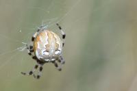 Araneus quadratus