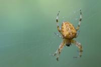 Araneus diadematus