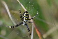 Argiope bruennichi