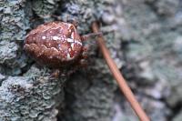 Araneus diadematus